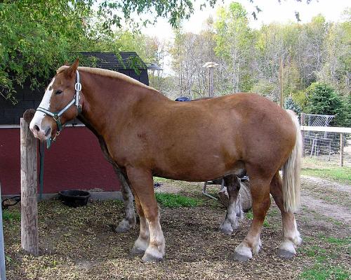 Belgian - A Belgian is a draft horse. There are people who use them just for riding!