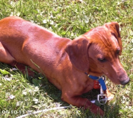 Charlie, my mini dachshund - Charlie's a sunbather for sure! He loves to lay in the grass - or even rolls over on the street when we're trying to go for a walk ;)