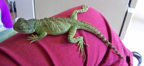 Ziggy the Chinese Water Dragon - Adopted from a reptile rescue agency, little Ziggy was nursed back to health by a good friend of our family. Here, he's resting quietly on my leg.