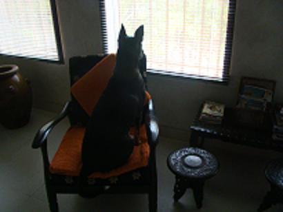 Preiti - Preiti looking out the window that has blinds. A perfect lady