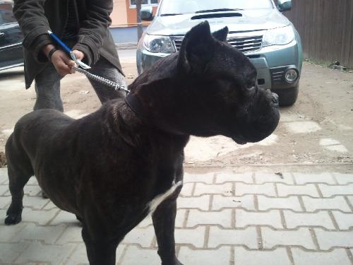 Cane Corso - a very powerful yet lovable dog
