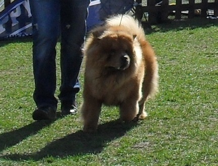 Chow Chow - at CAC Brasov 2011