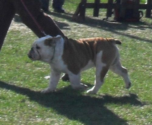 English Bulldog - at CAC Brasov 2011