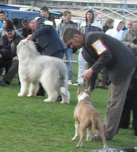 Best in show judging - at CAC Brasov 2011