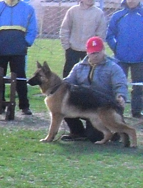 German Shepherd - at CAC Brasov 2011