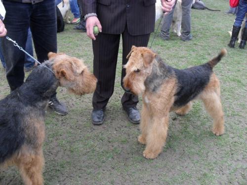 Airedales - at CAC Brasov 2011