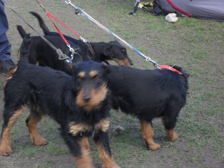 Jagd Terriers - at CAC Brasov 2011