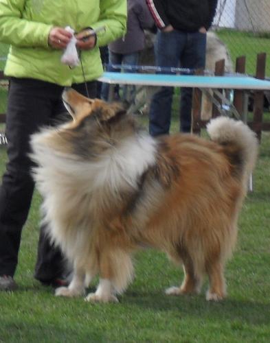 Collie - at CAC Brasov 2011