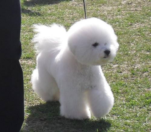 Bichon a Poil Frise - at CAC Brasov 2011