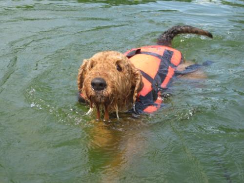 Uncle Shad swimming - I think the vest looks cool on him!