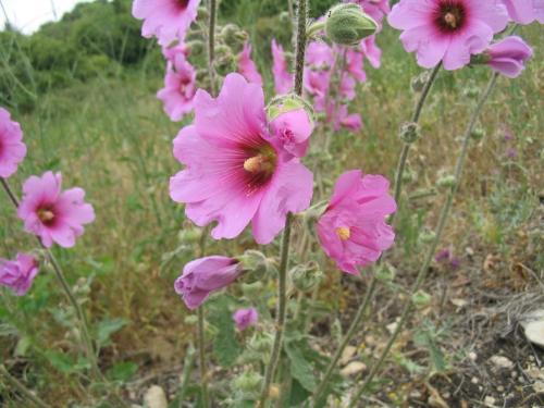 Flowers - These are Pink Hollyhocks.