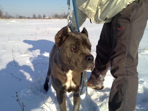 Cane Corso - A strong yet lovable dog