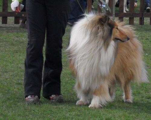 Collie - at dog show CAC Brasov 2011