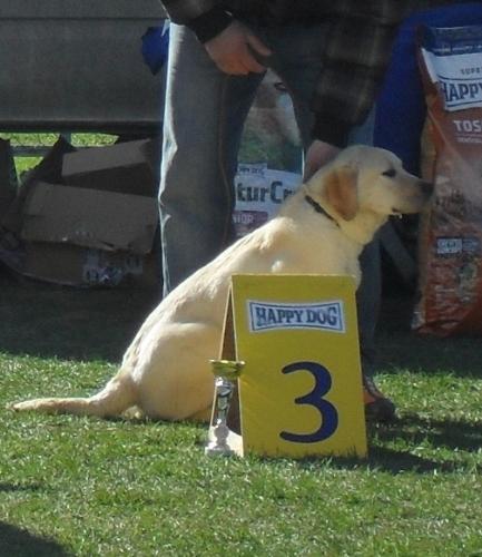 Labrador - at dog show CAC Brasov 2011