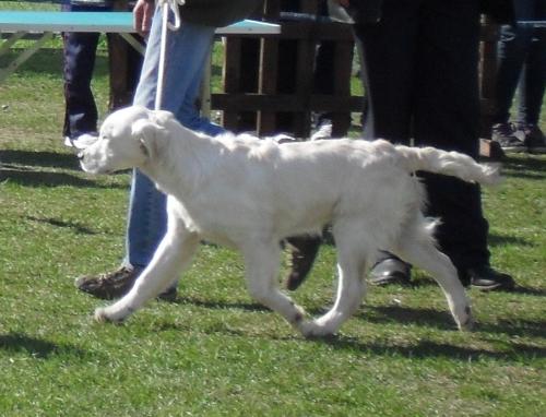 Labrador - at dog show CAC Brasov 2011