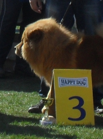Chow Chow - at dog show CAC Brasov 2011