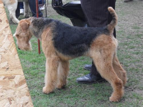 Airedale - at dog show CAC Brasov 2011