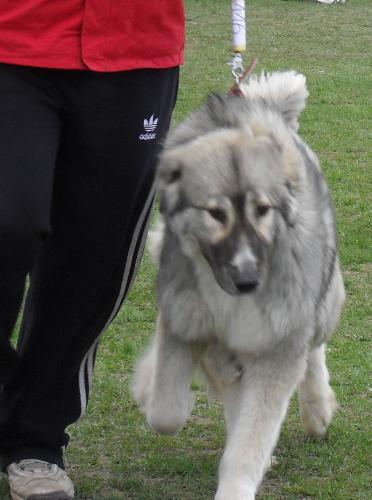 Romanian Shepherd - Carpatin - at dog show CAC Brasov 2011