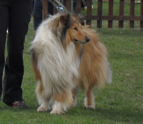 Rough Collie - at dog show CAC Brasov 2011