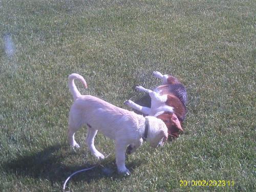 lab and beagel - Gunther is just a puppy and he is keeping Bailey busy!