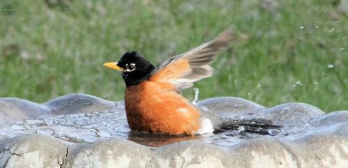 Robin - A Robin taking a bath in a bird bath.