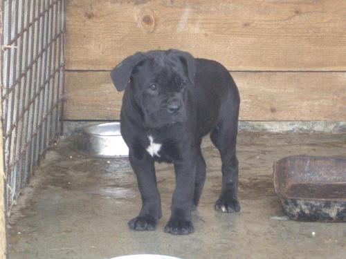 Cane Corso - They might look fierce but they can be so lovable!