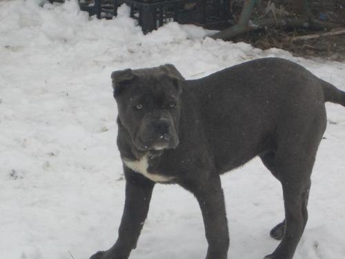 Cane Corso - They might look fierce but they can be so lovable!