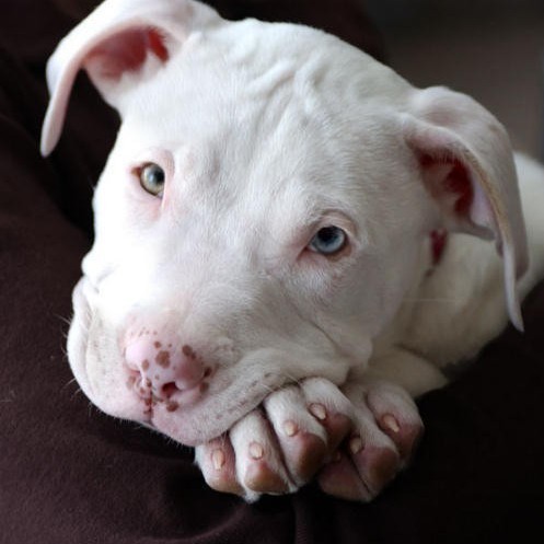 pit bull terrier - an image of a pit bull for this category