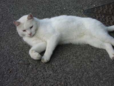 a white cat - an image of a white cat for this category
