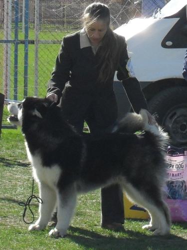 Alaskan Malamute - at dog show CAC Brasov 2011