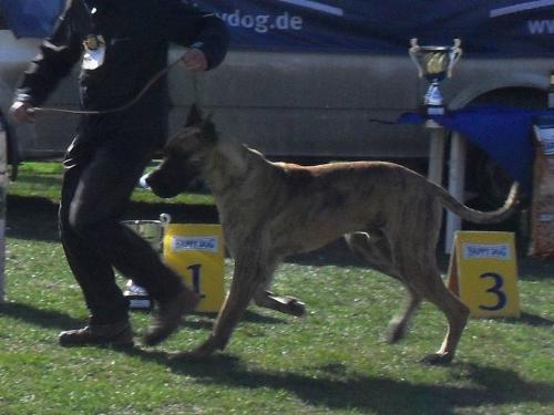 Great Dane puppy - at dog show CAC Brasov 2011