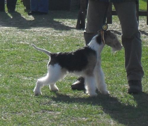 Fox Terrier - at dog show CAC Brasov 2011