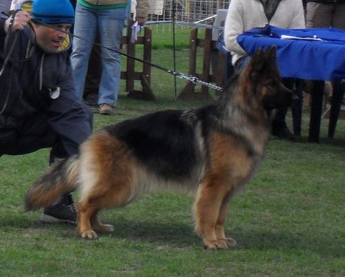 German Shepherd - at dog show CAC Brasov 2011
