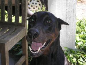 Just another really Cute Dog - Just another really Cute Dog