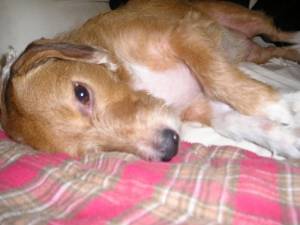 Just another really Cute Dog - Just another really Cute Dog
