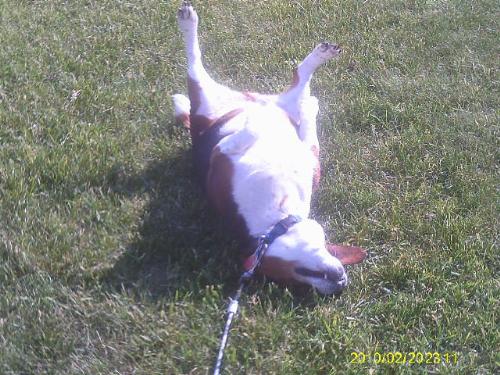 Bailey - Bailey the beagle rolling in the grass.