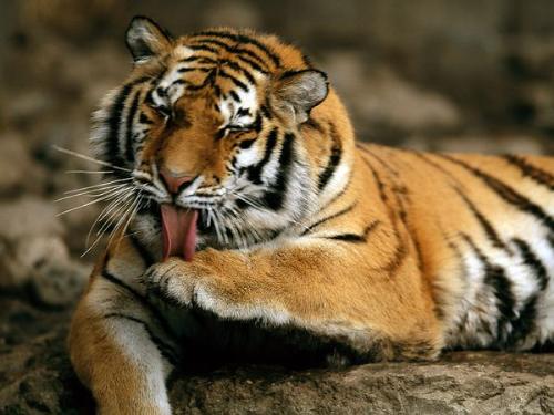 Siberian Tiger - Like all cats,they love to clean themselves!