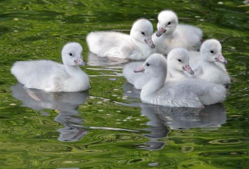 Babies - Baby swans. They are called Cygnets.