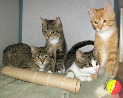 Kittens - Kittens waiting for adoption at a local shelter.
