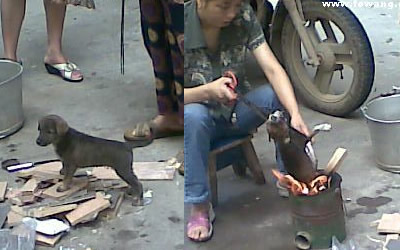 roasting puppy alive  - woman roasting the puppy alive