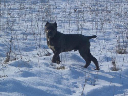 Cane Corso - Powerful yet very lovable dog