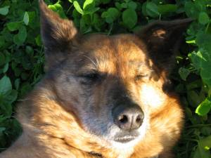 Just another really Cute Dog - Just another really Cute Dog