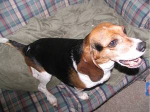 Just another really Cute Dog - Just another really Cute Dog