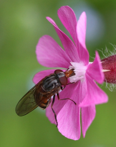Bug - Bug on a pink flower