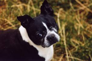 Just another really Cute Dog - Just another really Cute Dog