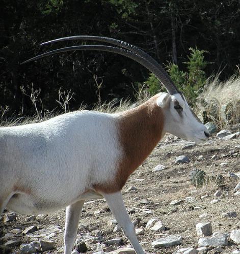 Scimtar Oryx - This species of Oryx is extinct in the wild but isn't in zoo's or on ranches.