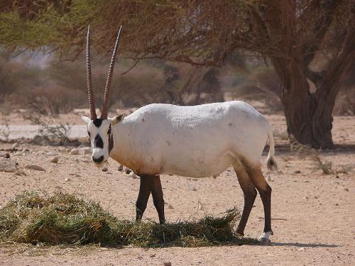 Arabian Oryx - The Arabian Oryx had become extinct in the wild but thanks to people it is making a comeback in the wild!