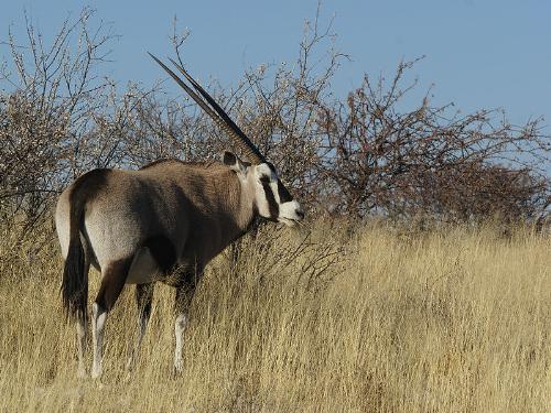 Oryx - An African Oryx. A beautiful animal!
