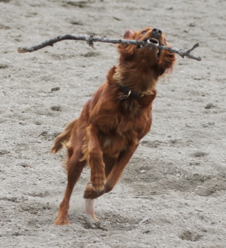 Irish setter with stick - Dog running with a stick