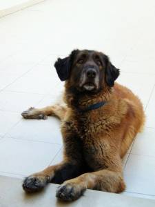 Just another really Cute Dog - Just another really Cute Dog